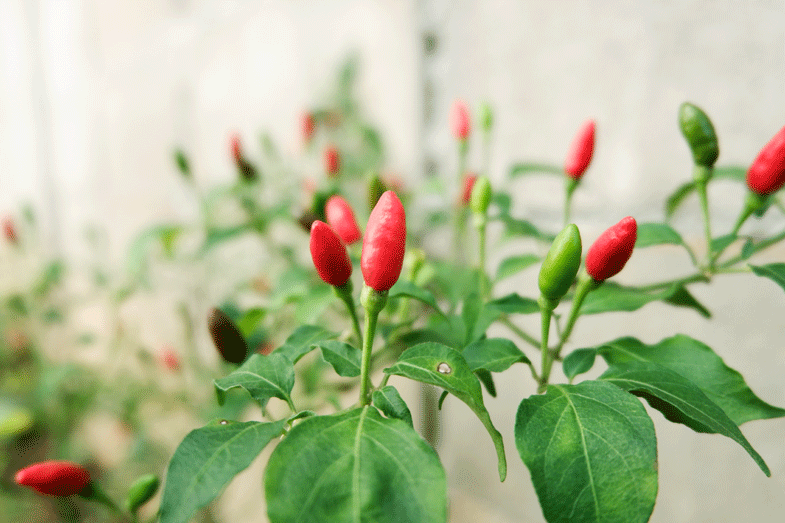 The use of Chillies in Thai cooking. Thai Chilli varieties