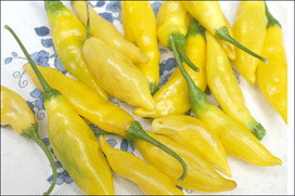 Chilli varieties from A to Z. Lemon drop Chilli