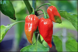 Chilli varieties from A to Z. Bhut Jolokia