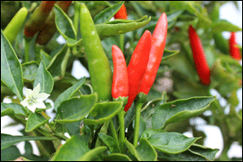 chilli varieties from a to z. Malagueta Chilli