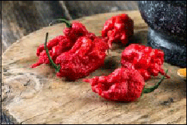 Chilli varieties from A to Z . Carolina Reaper