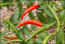 Link to Indian green chillies page