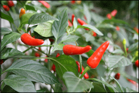 chilli varieties from A to Z . African Devil