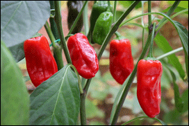 chilli varieties from a to z. Padron pepper