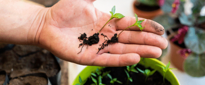 Germination success and failure