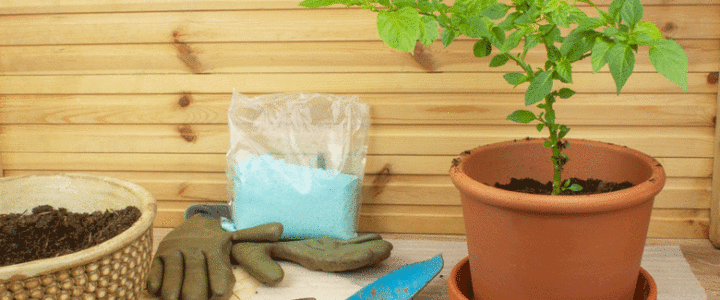 Choosing seeds for the season