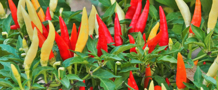 Start of the 2021 Chilli Growing season