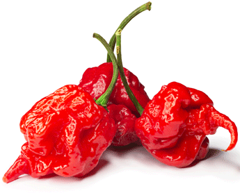 Carolina reaper Chillies for rubs, flakes and chilli powders