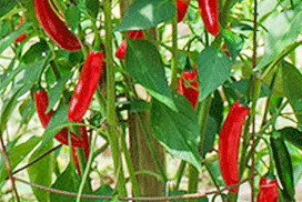 Chilli varieties from A to Z. Serrano 