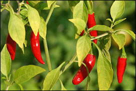 Chilli varieties from A to Z. Thai Birds-eye