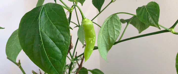 First Chillies after self pollination