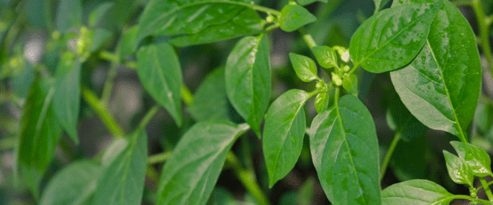 Chilli plant flowers. Fertilizing