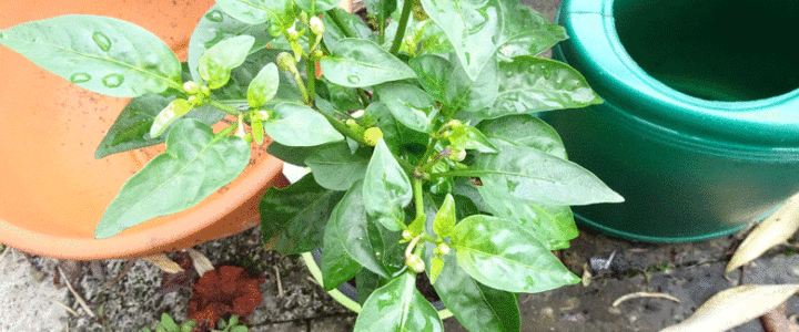 Chilli plant flowering time