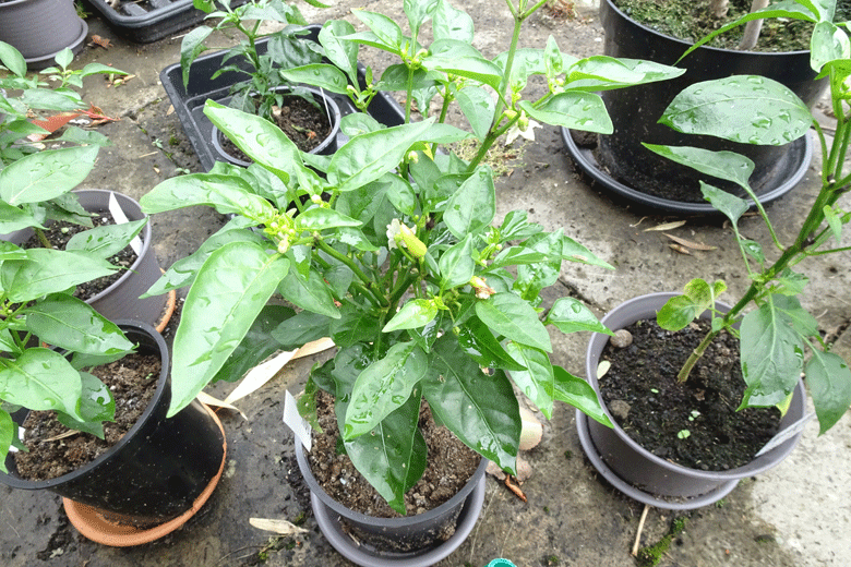 Chilli plant flowering