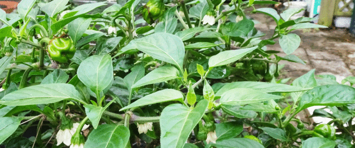 Growing Chilli plants. Fruit set