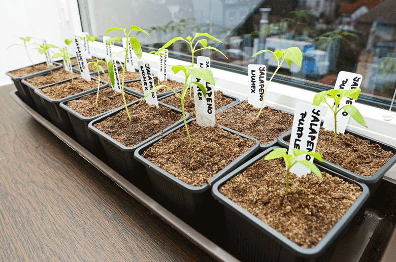 Link to first chilli seedlings of the season blog page 