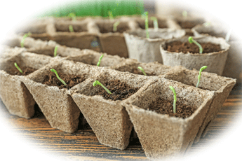 Growing seeds in the UK . Germination