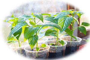 Where to plant Chillies.