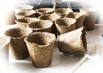 Link to peat pots for growing Chillies post
