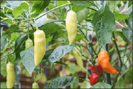 Chilli varieties from A to Z. White Wax Chilli