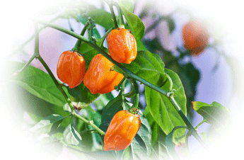 Growing Chillies in the UK . Link to Orange Habanero page