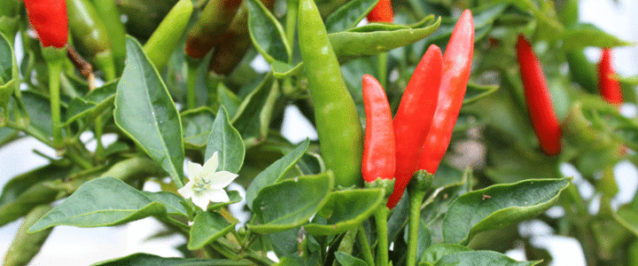 More on Identifying Chillies