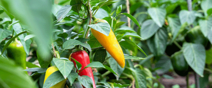 More on ripening Chillies