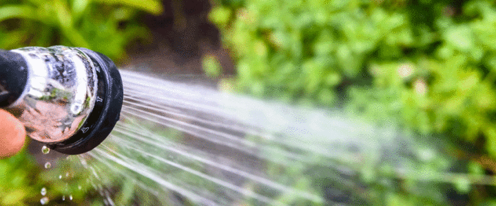 How much water do Chillies need?