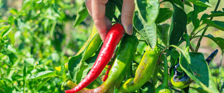How to ripen Chillies
