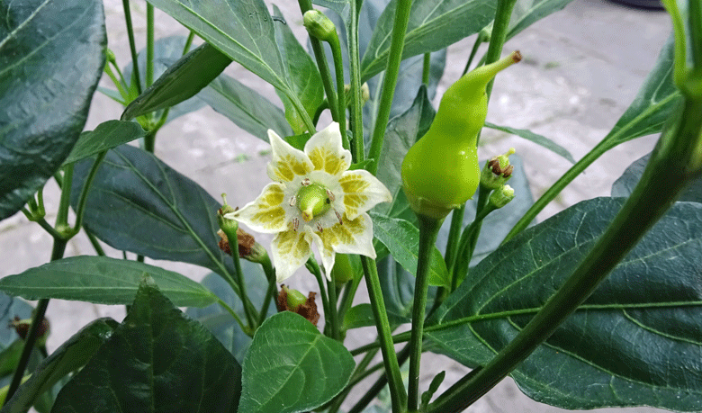 Chilli plant flowers on Capsicum baccatum 