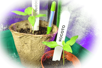 Rocoto seedlings