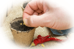 Hand sowing seeds into a peat pot